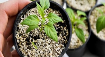 Zahradníkův lunární kalendář výsadby na květen 2022, příznivé dny